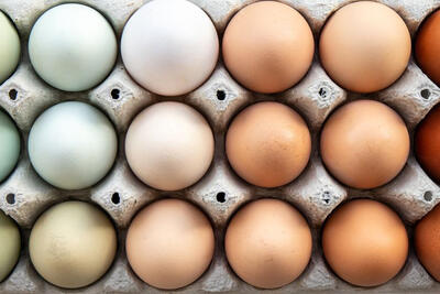 چرا تخم مرغ‌ها رنگ‌های متفاوتی دارند؟ - زومیت