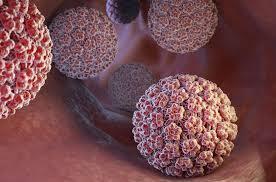 کدام نوع ویروس HPV باعث زگیل تناسلی می شود؟