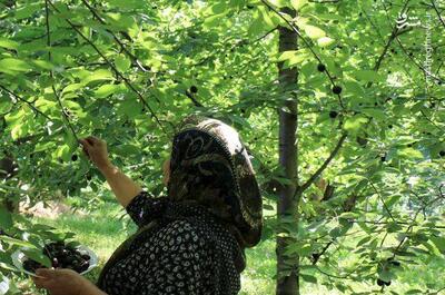 عکس/ برداشت گیلاس از باغات روستای دره مرادبیگ در استان همدان