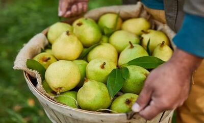 با این 3 روش خانگی، گلابی کال را رسیده کنید