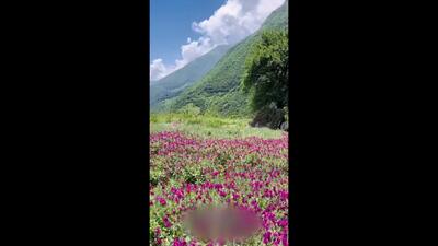 باغ زیبای گل گاوزبان در جنت رودبار رامسر