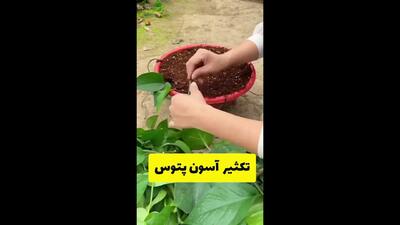 تکثیر آسان گیاه پتوس در خانه