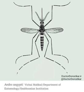 تصویر دقیق پشه عامل تب دنگی را به خاطر بسپارید/ عکس