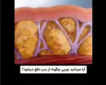 چگونه چربی های بدنمان را از بین ببریم + فیلم