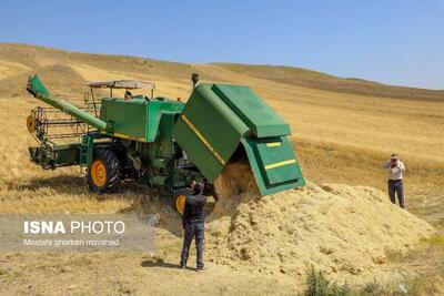 رشد ۱۷ درصدی نرخ پایه خرید تضمینی گندم در کردستان