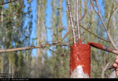 رشد ۲۵ درصدی سرشاخه کاری گردو در نهاوند