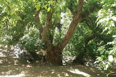 رشد ۲۵ درصدی سرشاخه کاری گردو در نهاوند