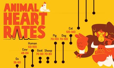 مقایسه ضربان قلب حیوانات مختلف؛ علت این تفاوت‌ها چیست؟ + اینفوگرافیک