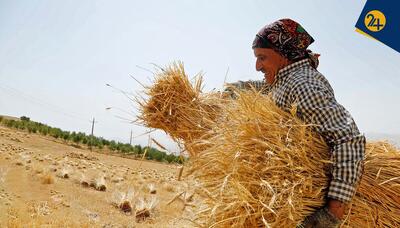 بدهی دولت به گندمکاران بیش از ۱۰۰ هزار میلیارد تومان شده است | اگر طلب‌مان را ندهند، شنبه به دیوان عدالت اداری و سازمان بازرسی شکایت می‌کنیم | رویداد24