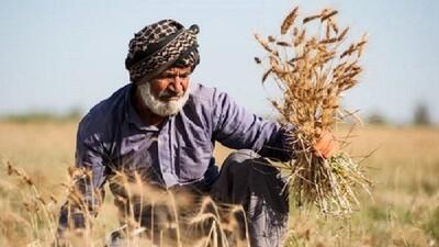 پرداخت یک هزار میلیارد تومان از طلب گندمکاران لرستانی