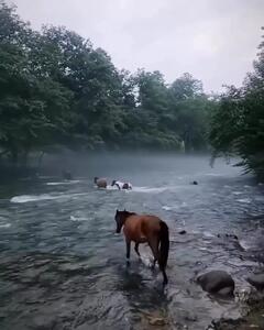 بهشتی در قلب کوهستان سوادکوه + فیلم