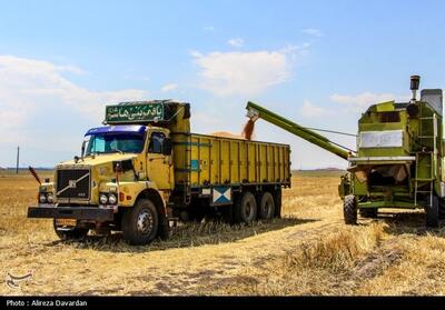 برداشت گندم در اردبیل- عکس استانها تسنیم | Tasnim