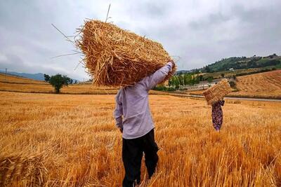 بحران تازه برای گندمکاران / کشاورزان در آستانه نابودی