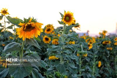 برداشت تخمه آفتابگردان از روستاهای چرداول ایلام