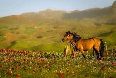 سفر به کدام مناطق ایران در فصل تابستان مناسب است؟/ چیزی جز ردپای خود باقی نگذارید