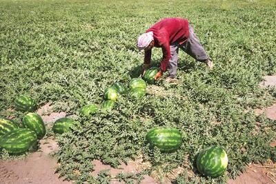 کشت هندوانه نسبت به گندم و خرما آب کمتری می‌خواهد