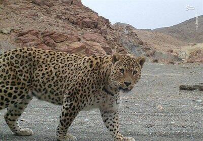 فیلم/ پلنگ زیبای لرستان