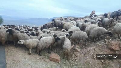 کشف بیش از ۲ هزار رأس گوسفند قاچاق از مرز‌های پیرانشهر با عراق