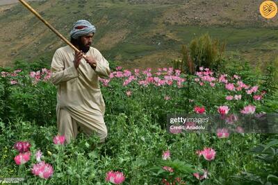 (تصاویر) جنگجویان طالبان با چوب به جان مزارع خشخاش افتادند