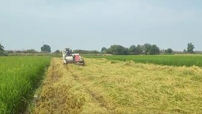 برداشت برنج از شالیزارهای روستای رکن کلا + فیلم