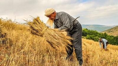 خرید تضمینی گندم در کردستان به بیش از ۷۹۰  هزار تن رسید