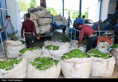 پیشنهاد در نظر گرفتن مالیات بر ارزش افزوده برای واردات چای - تسنیم