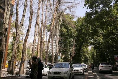 جریمه ۱۶۷ میلیارد تومانی مالک متخلف برای خشک کردن عمدی درختان چنار