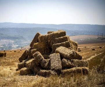 یک خبر فوری از زمان‌پرداخت پول خرید گندم