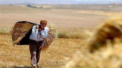 بیش از ۹ هزار میلیارد ریال از مطالبات گندمکاران زنجانی پرداخت شد