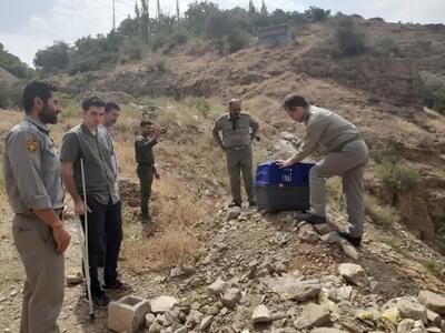 ۶ بهله پرنده شکاری به آغوش طبیعت بازگشتند