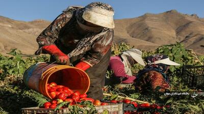 برداشت ۴۰۰ هزار تن گوجه فرنگی از مزارع آذربایجان‌غربی آغاز شد