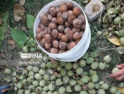 عزم دادستانی سلسله برای برخورد با سارقان محصول گردو