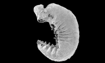 کشف فسیل یک موجود 500 میلیون سالۀ میکروسکوپی که «مغز» دارد