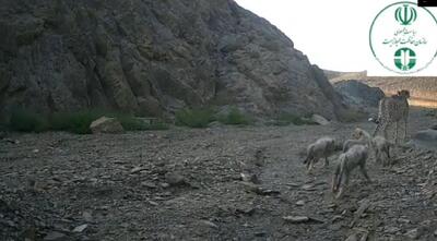 (ویدئو) گشت‌زنی چهار توله یوز با مادر و مادربزرگشان در زیستگاه توران