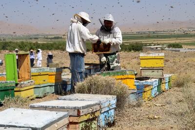 آغاز برداشت عسل از زنبورستان‌های چهارمحال و بختیاری