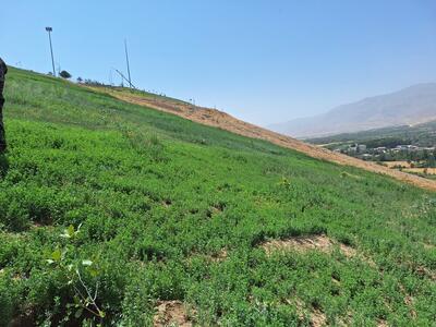 کاشت بلوط در بروجرد رواج می یابد