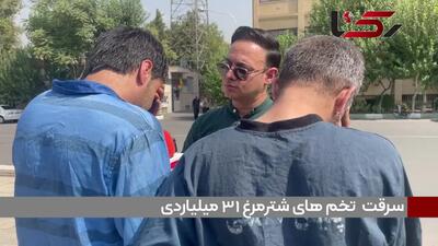 فیلم سرقت 31 میلیاردی تخم های شترمرغ در تهران