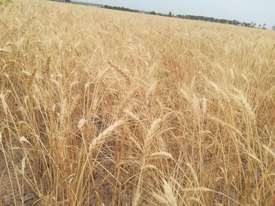 رشد ۵۴۰ درصدی خرید تضمینی گندم نسبت به میزان خرید دو سال قبل در ایلام