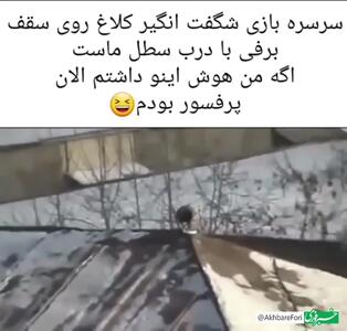 سرسره بازی جالب کلاغ باهوش روی پشت بام + فیلم