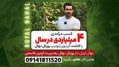 کسب درآمدی 4 میلیاردی با کاشت نهال گردو ژنوتیپ رویال