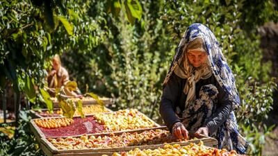 افزایش ۱۵ درصدی تولید آلو در چهارمحال و بختیاری+فیلم