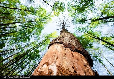 کاهش 60 درصدی خنک‌کنندگی درختان در گرمای شدید - تسنیم