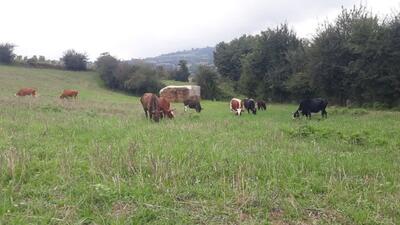 سیری در طبیعت روستای شیرداری بهشهر به روایت تصویر