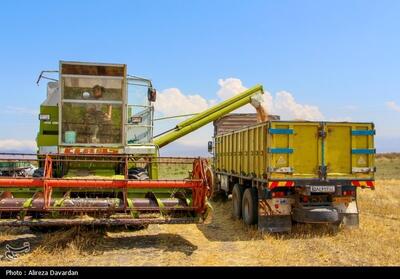 ‌خرید تضمینی 40 درصد گندم سمنان از کشاورزان میامی‌ - تسنیم