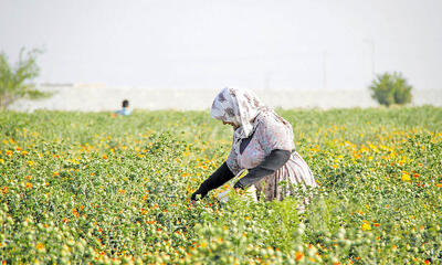 70 درصد زمین‌های کشاورزی خراسان رضوی زیر کشت گیاهان دارویی