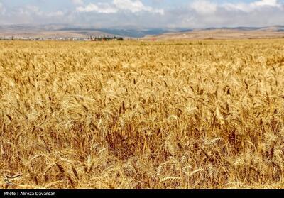 16هزار میلیارد مطالبات گندم‌کاران کردستانی پرداخت نشده است - تسنیم