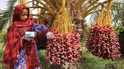 ۴۷هزار تن خرمای سیستان و بلوچستانی روانه بازار مصرف شد