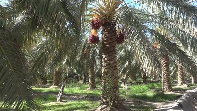 با سارقان خرما، برخورد جدی می شود