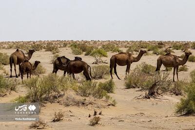 (تصاویر) کویر رضا آباد