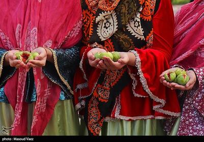 جشنواره مرغوب‌ترین انجیر ایران در شهرستان گلوگاه- فیلم دفاتر استانی تسنیم | Tasnim